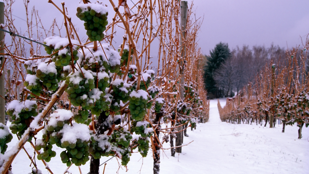 Дегустация 31.01.2025