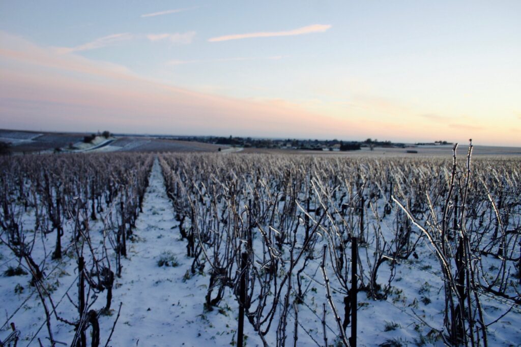 Дегустация 24.01.2025