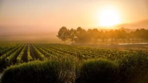 РУССКИЙ СЛЕД В ИСТОРИИ СОТЕРНА