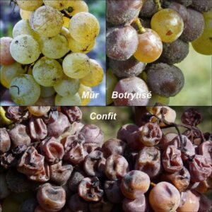 РУССКИЙ СЛЕД В ИСТОРИИ СОТЕРНА