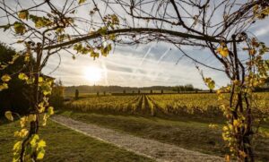 ГОСПОДИНУ САЛОНУ, ШАМПАНСКОМУ И ЧЕЛОВЕКУ