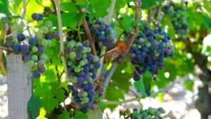 КОРТЕС ТАКОГО НЕ ВИДАЛ