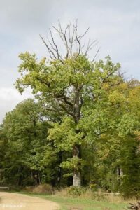 Шампанское Henri Giraud: АРГОННСКИЙ ДУБ ТЕБЕ ТОВАРИЩ!