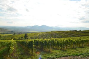 СЕКРЕТ СЛОВАЦКОГО ТОКАЙСКОГО